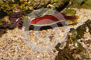 Longfin Fairy Wrasse in Aquarium