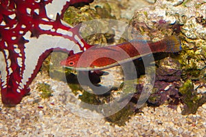 Longfin Fairy Wrasse in Aquarium