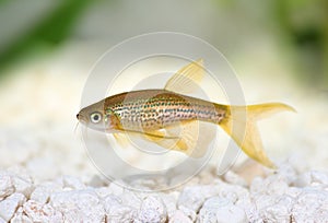 Longfin Leopard Danio Rerio Barb freshwater aquarium fish photo