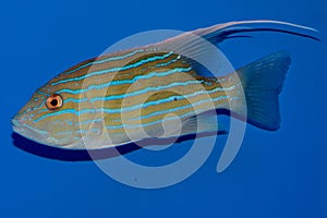 Longfin Snapper Symphoricthys spilurus