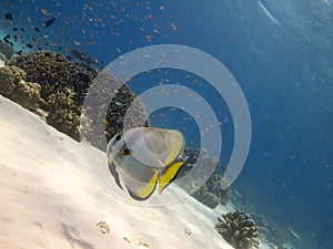 Longfin spadefish Menjangan Island 03