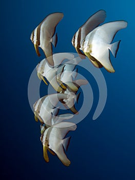 Longfin spadefish