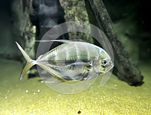 The Longfin Trevally .