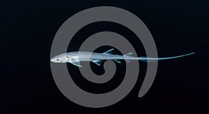Longfinned shark in dark background