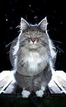 Longhair cat portrait at night in the rain with backlight