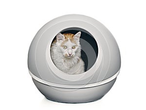 Longhair cat sitting in a closed litter box and looking away.