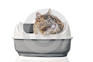 Longhair cat sitting in a open litter box and looking funny sideways.