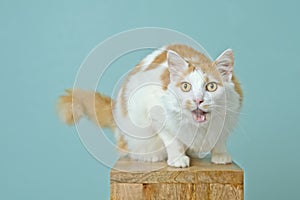 Longhair cat sitting on wooden column and looking surprised with mouth open.