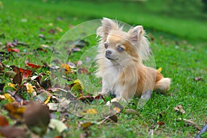 Longhair chihuahua