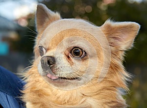 Longhair Chihuahua dog close up