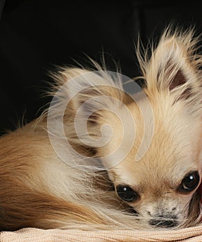 Longhair chihuahua dog curled up in a ball