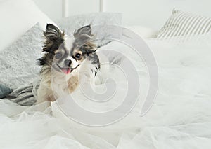 Longhair Chihuahua Dog on Light Textile Decorative Coat for a Modern Bed in House or Hotel