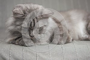 Longhair grey cat sleeping on a sofa in a home setting