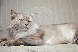 Longhair grey cat sleeping on a sofa in a home setting