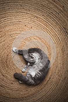 Longhair kitten rolling on the carpet