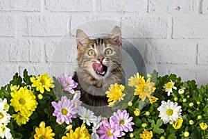 Longhair Norwegian forest cat kitten surrounded by daisies in spring