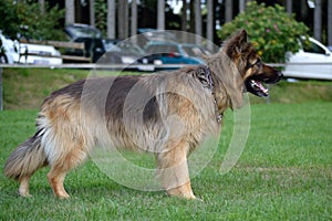 Longhair Shepherd stands and waits