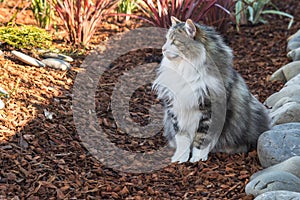 Longhair tabby cat sitting on bark mulch in formal garden