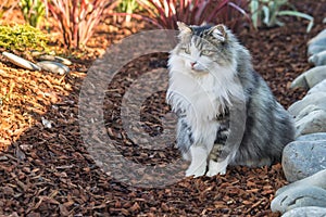 Longhair tabby cat sitting on bark mulch in formal garden with blurred background and copy space