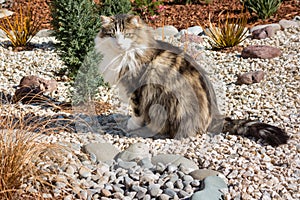 Longhair tabby cat sitting on white pebbles in rock garden with blurred background