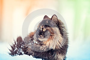 Longhair tortie cat sitting on the snow