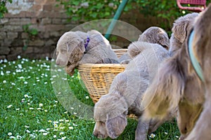 Longhair Weimaraner puppies playing with a beach chair in the green meadow in the garden. Pedigree long haired Weimaraner puppies
