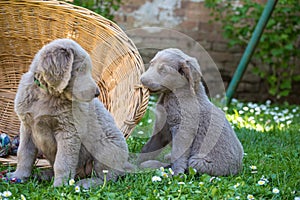 Longhair Weimaraner puppies playing with a beach chair in the green meadow in the garden. Pedigree long haired Weimaraner puppies