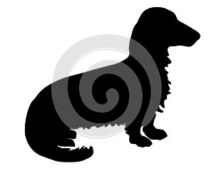 Longhaired Badger Dog