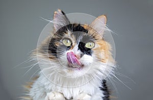 Longhaired calico cat lying with tongue out