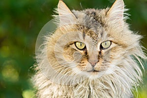 Longhaired cat