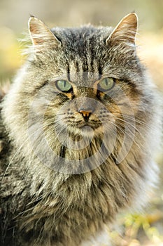 Longhaired cat photo