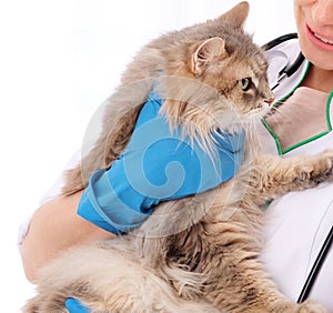 Longhaired cat in hands of vet doctor