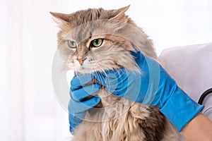 Longhaired cat in hands of vet doctor