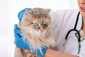 Longhaired cat in hands of vet doctor