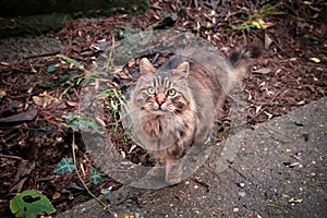 Longhaired cat looking at camera