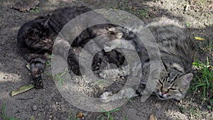 A longhaired cat named Mary, interacts with his friend Bagira on a lawn