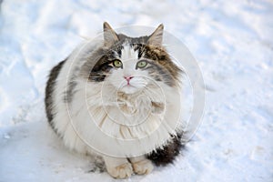 Longhaired cat sitting on the snow
