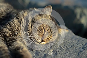 Longhaired cat sleeping on the rock with day light