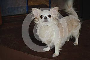 Longhaired chihuahua dog.