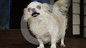 Longhaired chihuahua dog.