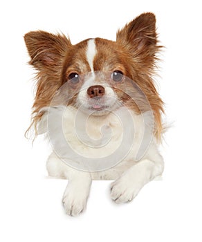 Longhaired Chihuahua dog above banner