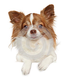 Longhaired Chihuahua dog above banner photo
