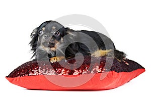 Longhaired Chihuahua puppy on red pillow