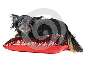 Longhaired Chihuahua puppy on red pillow
