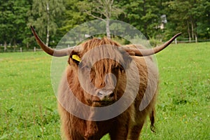 Longhaired cow