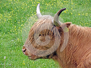 Longhaired cow, Slovenia