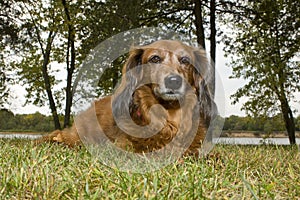 Longhaired Dachshund