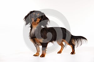 Longhaired dachshund dog