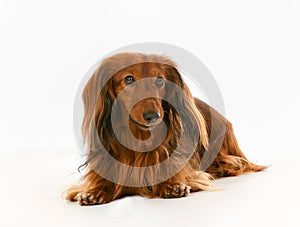 Longhaired dachshund dog