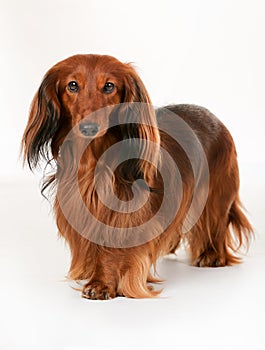 Longhaired dachshund dog photo